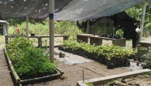 ​Biovivero Bocas de Barbacoas