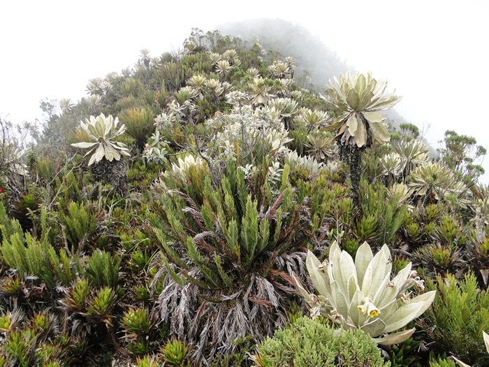 Distrito de Manejo Integrado de los Recursos Naturales Cuchilla Cerro Plateado -  Alto de San José 