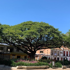 Árboles emblemáticos
