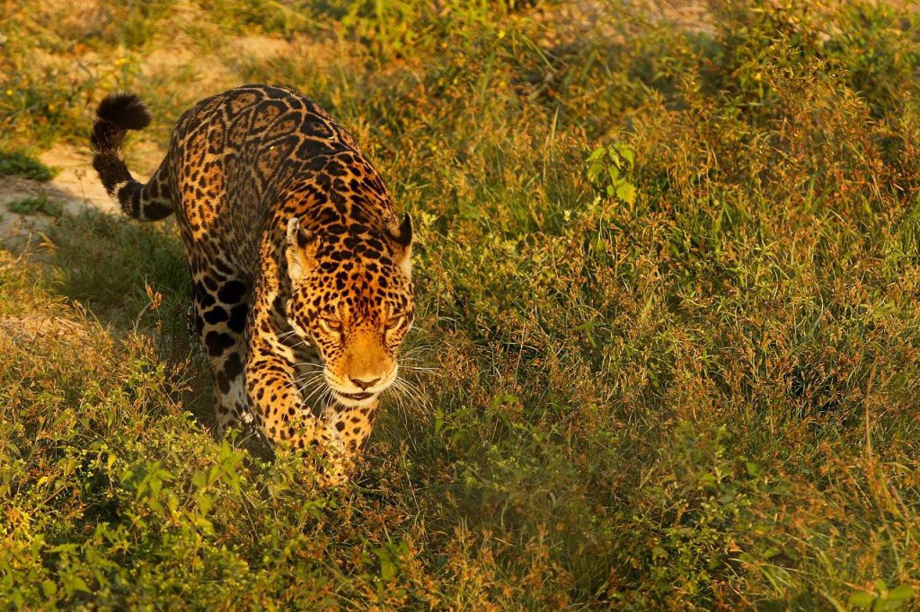 Jaguar caminando