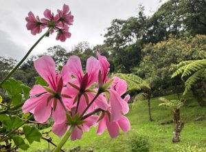 Corantioquia ha logrado propagar más de 80 especies diferentes de flora nativa