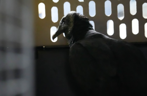 Tres gallinazos recuperaron su libertad gracias a Corantioquia