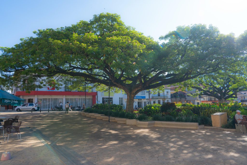 Corantioquia celebra el Día del Árbol destacando su valor ecológico, cultural e histórico