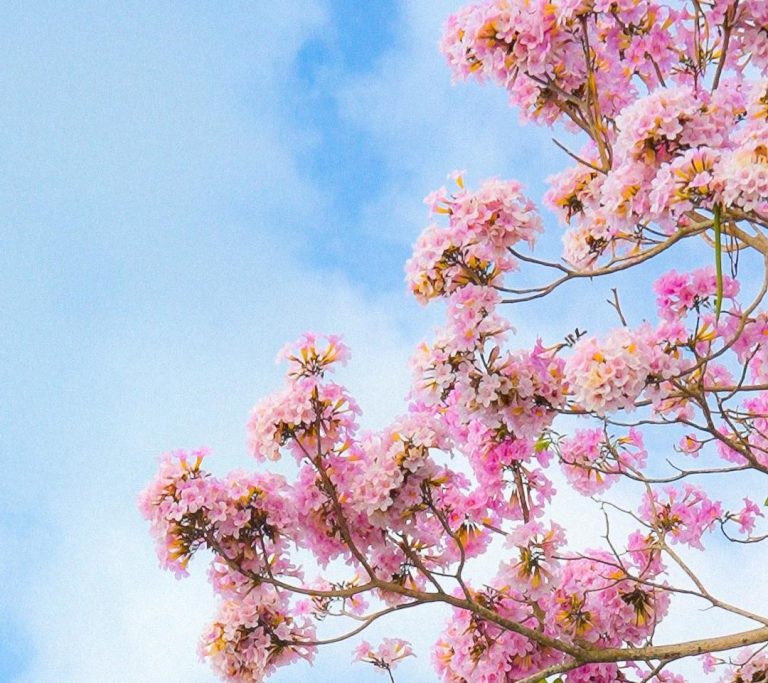 Corantioquia celebra el Día del Árbol destacando su valor ecológico, cultural e histórico