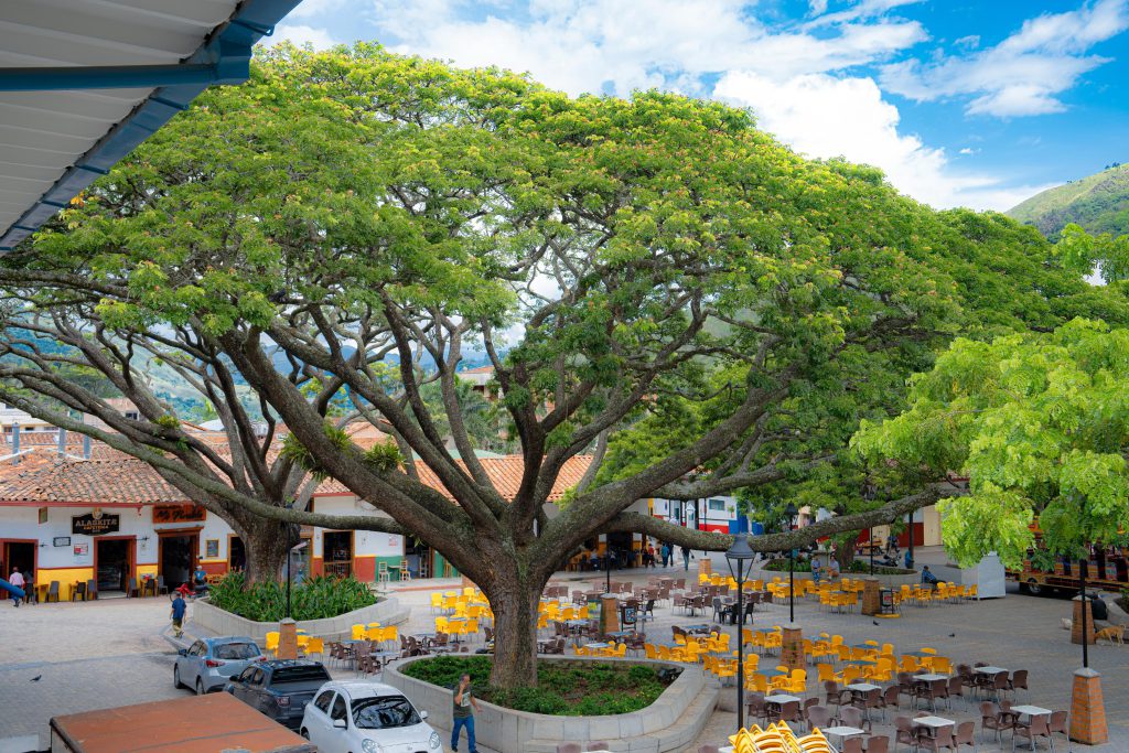 Corantioquia celebra el Día del Árbol destacando su valor ecológico, cultural e histórico
