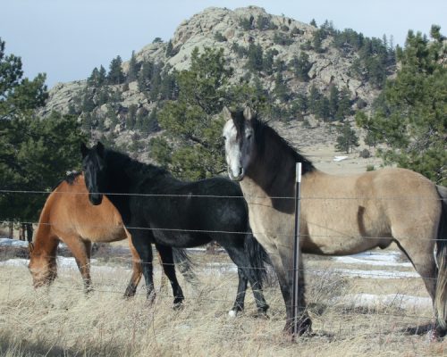 Caballo